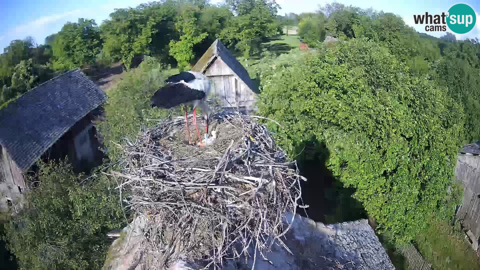 U živo Europsko selo roda – Park prirode Lonjsko polje