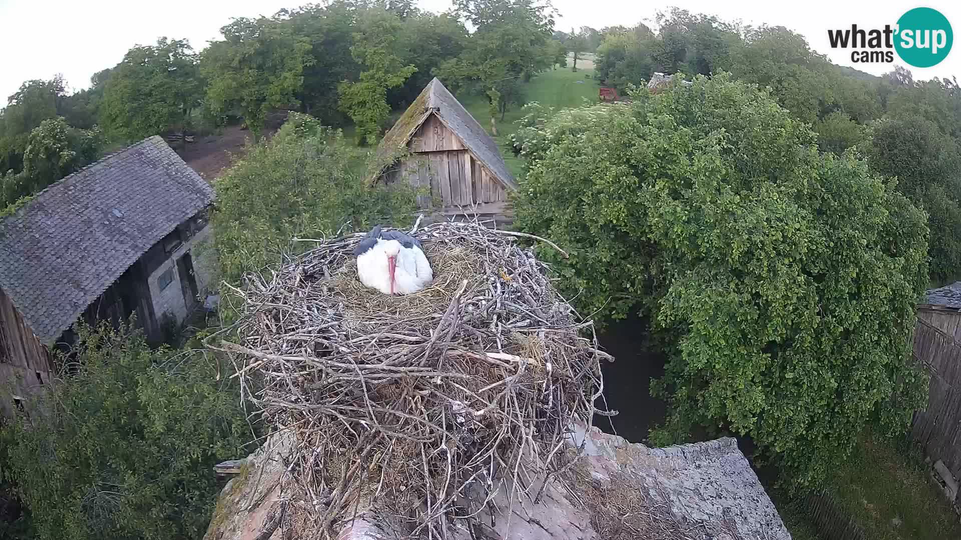 Pueblo europeo de cigüeñas camera en vivo Parque Natural Lonjsko polje