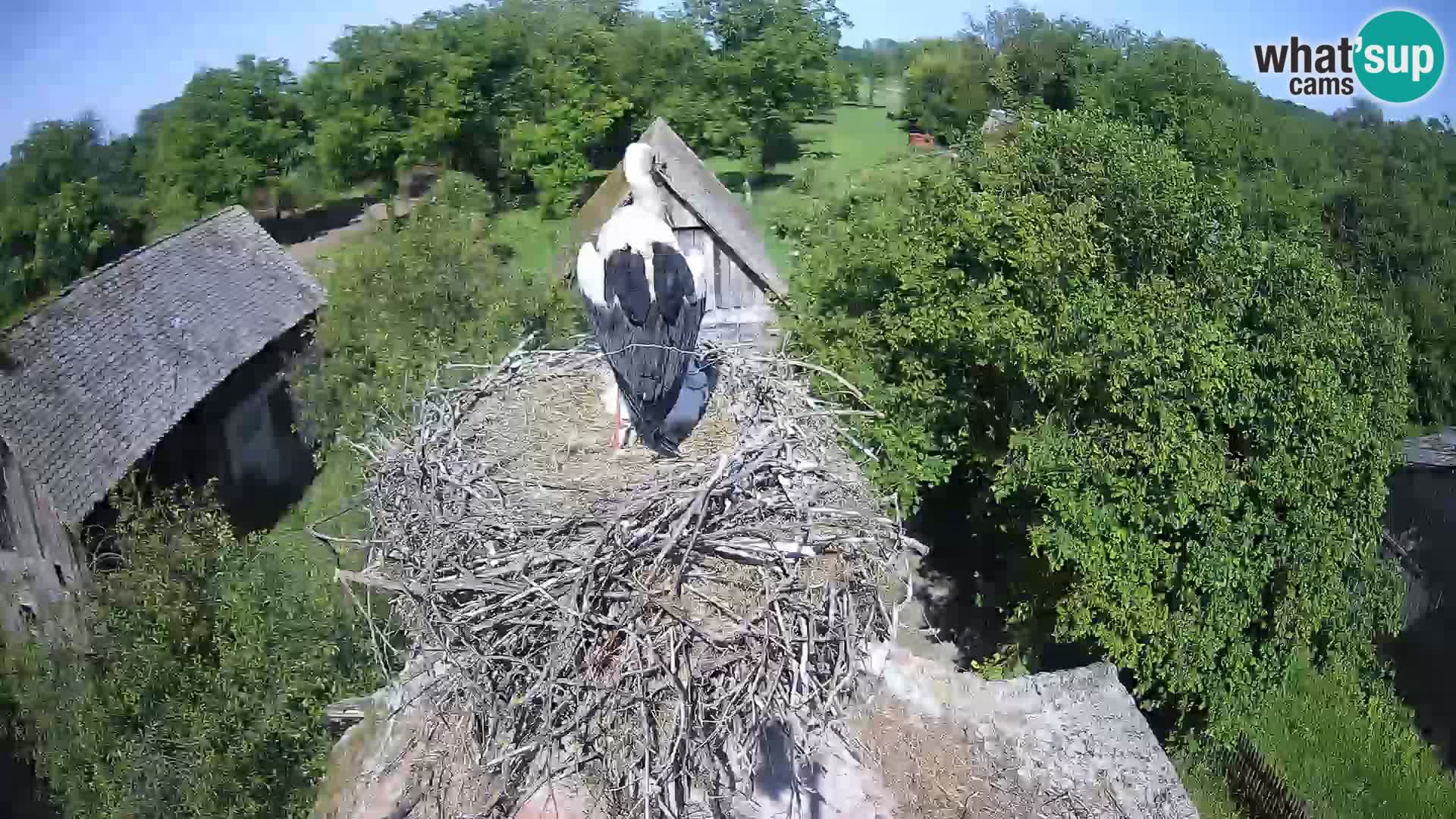 Villaggio delle cicogne europee webcam Parco naturale di Lonjsko polje