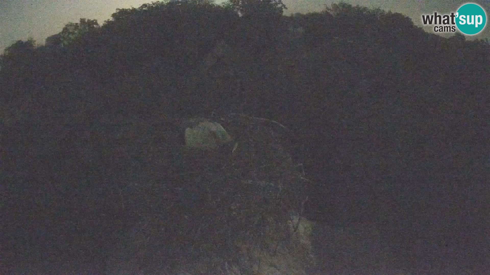 Villaggio delle cicogne europee webcam Parco naturale di Lonjsko polje
