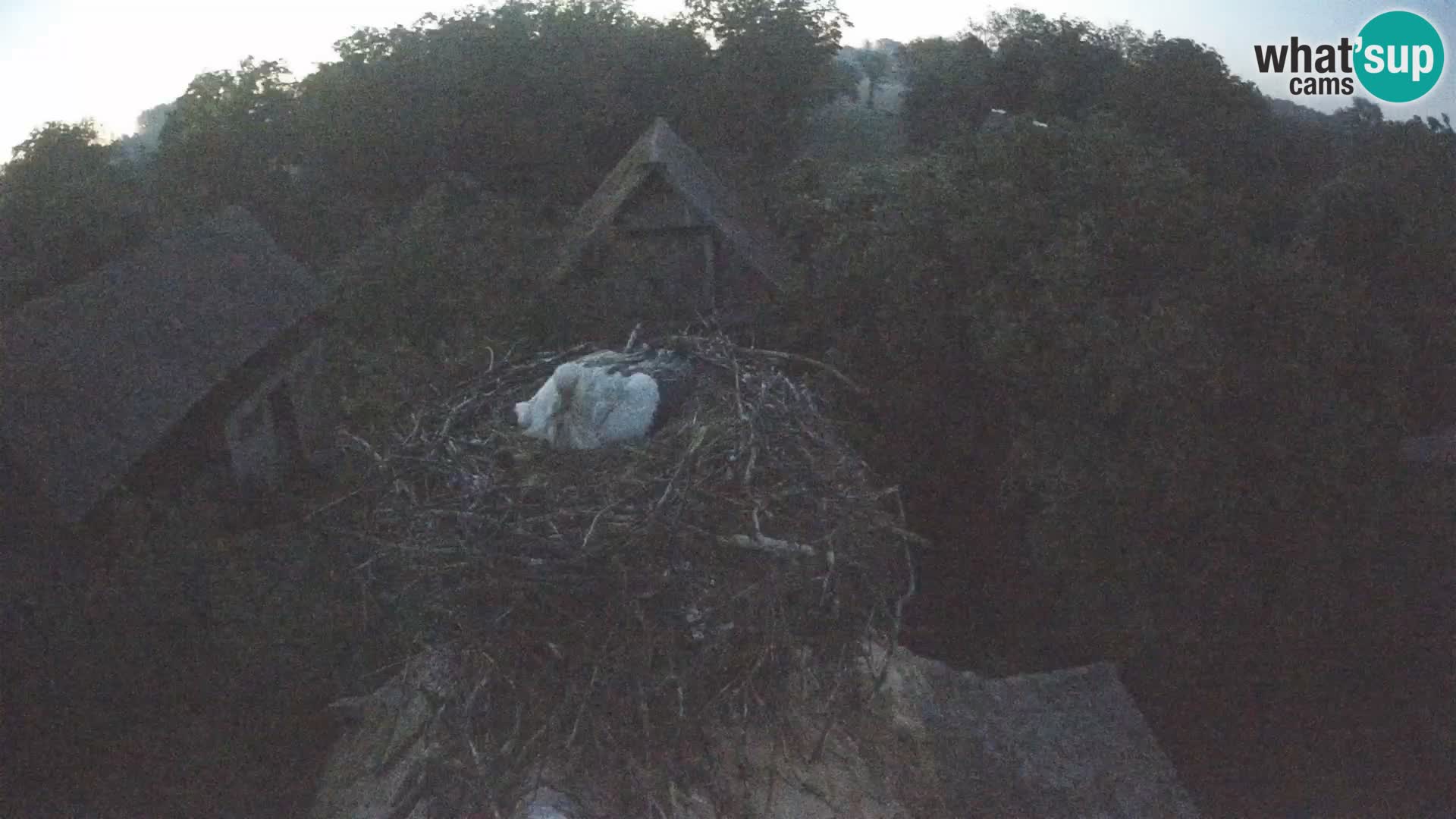 Live webcam European stork village – Lonjsko polje Nature Park