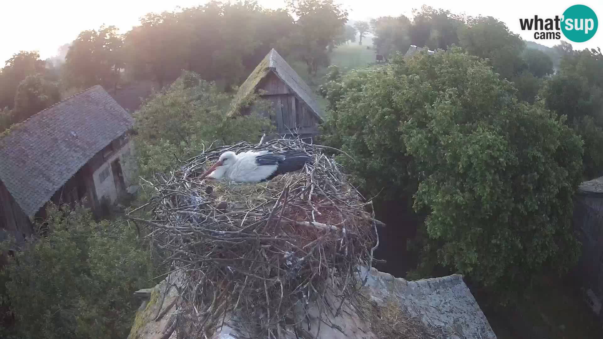 Live webcam European stork village – Lonjsko polje Nature Park