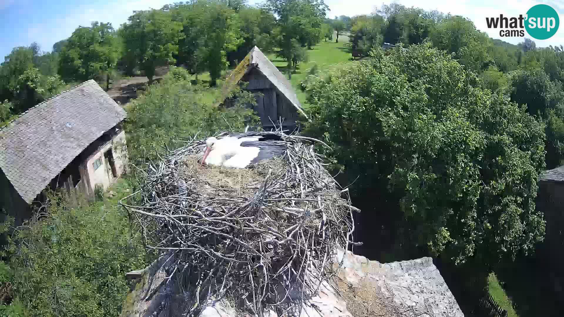 Webcam Europäisches Storchendorf – Naturpark Lonjsko polje