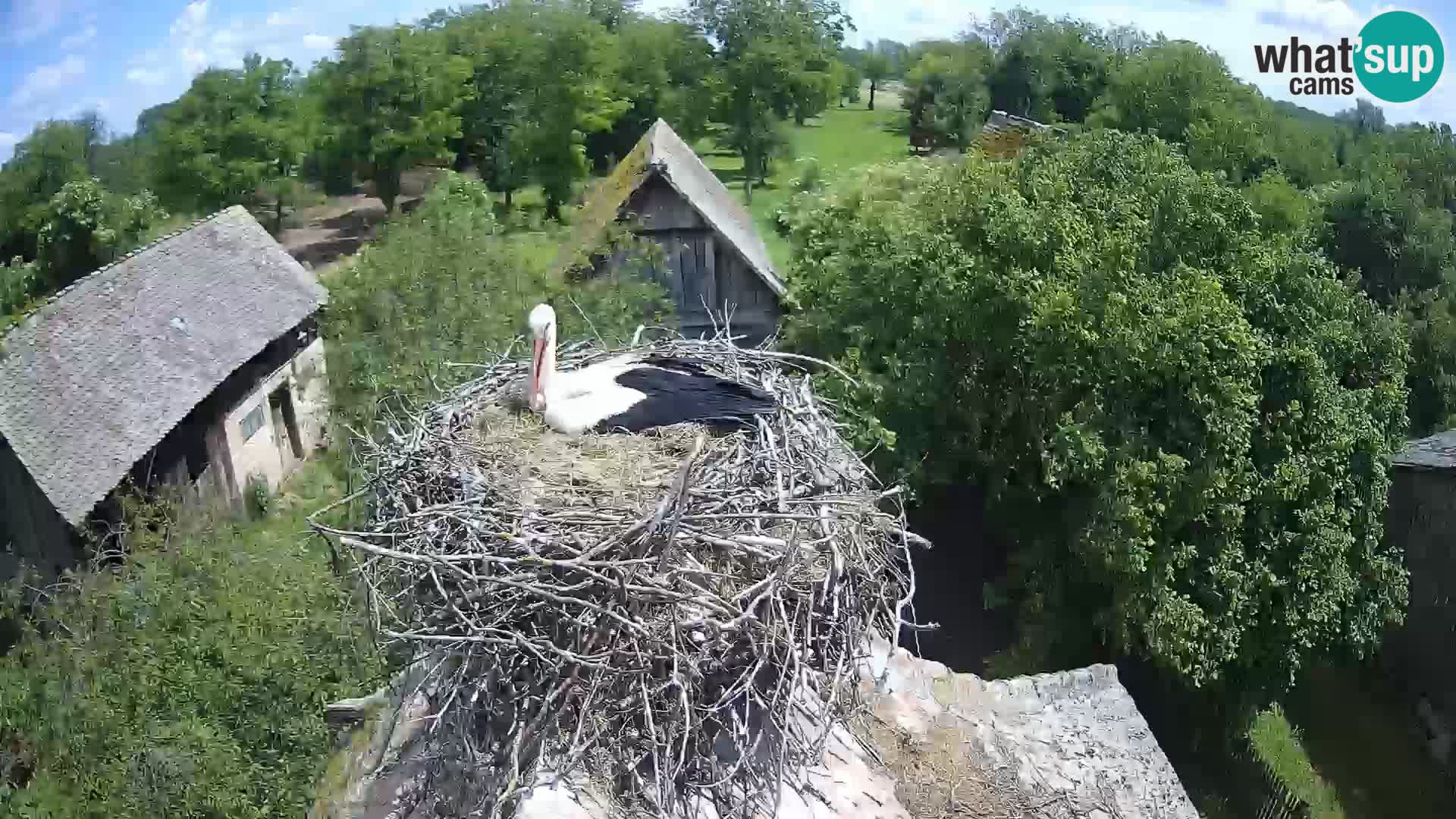 Pueblo europeo de cigüeñas camera en vivo Parque Natural Lonjsko polje