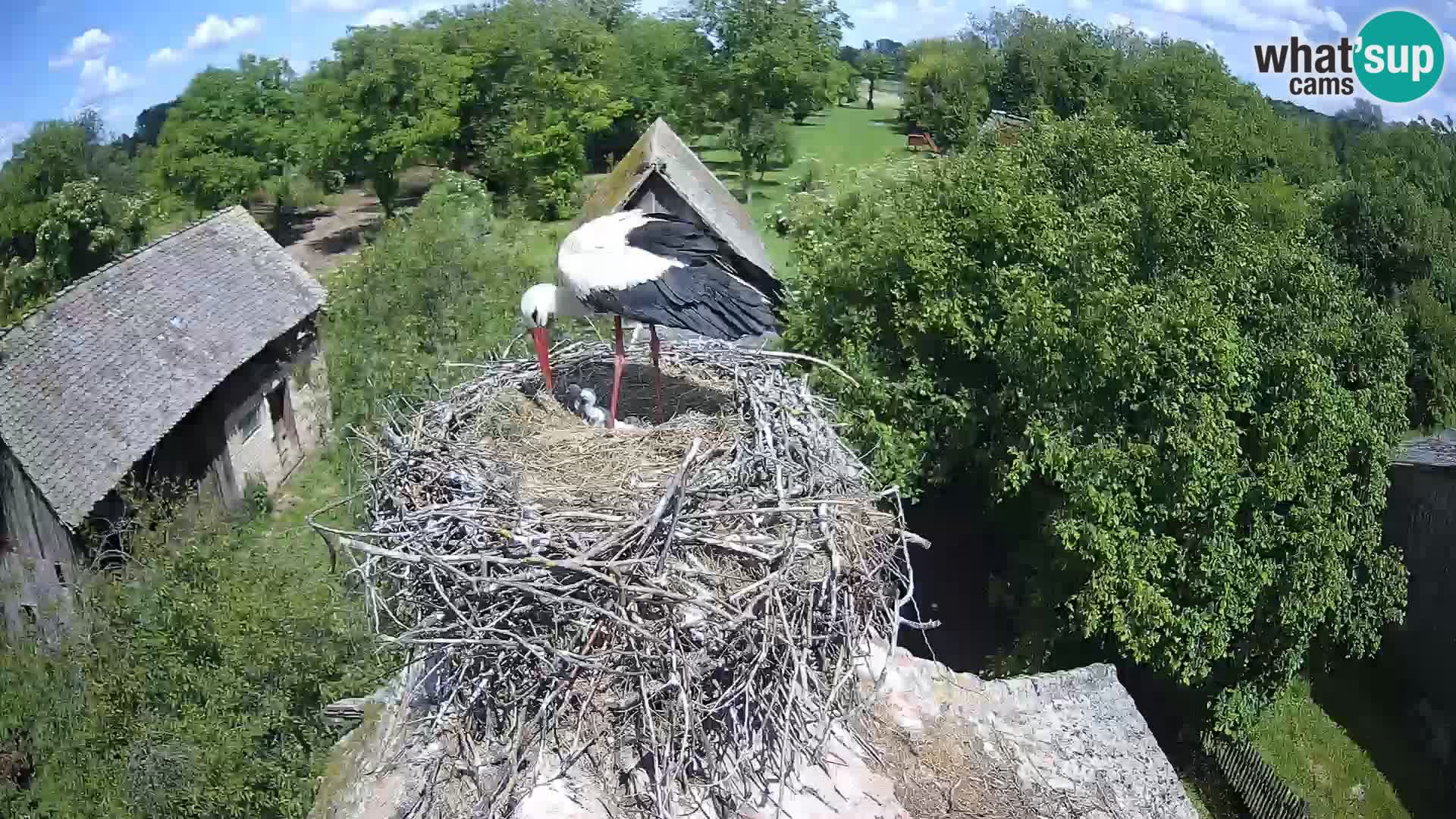 Evropska vas štorklje – Krajinski park Lonjsko polje spletna kamera