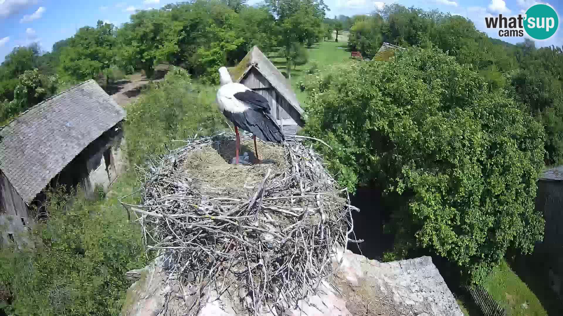 U živo Europsko selo roda – Park prirode Lonjsko polje