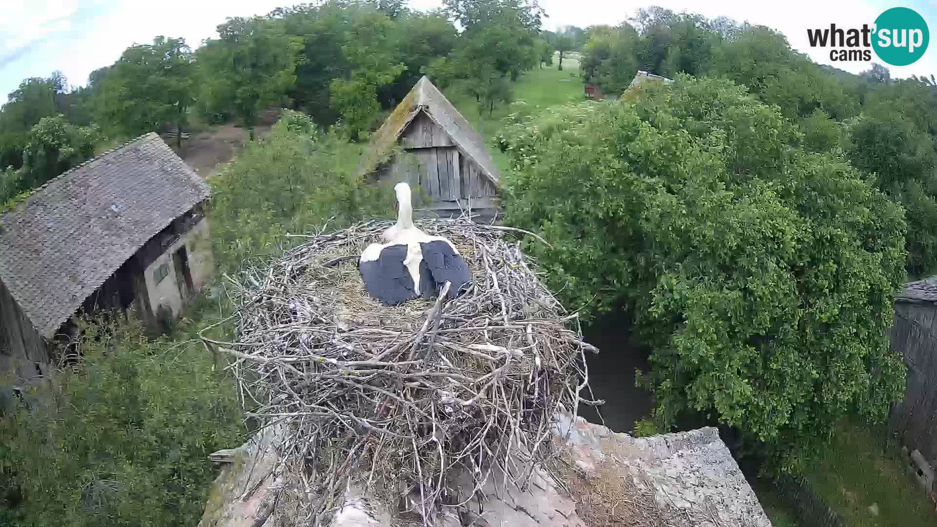 Village européen de cigognes webcam Parc naturel de Lonjsko polje