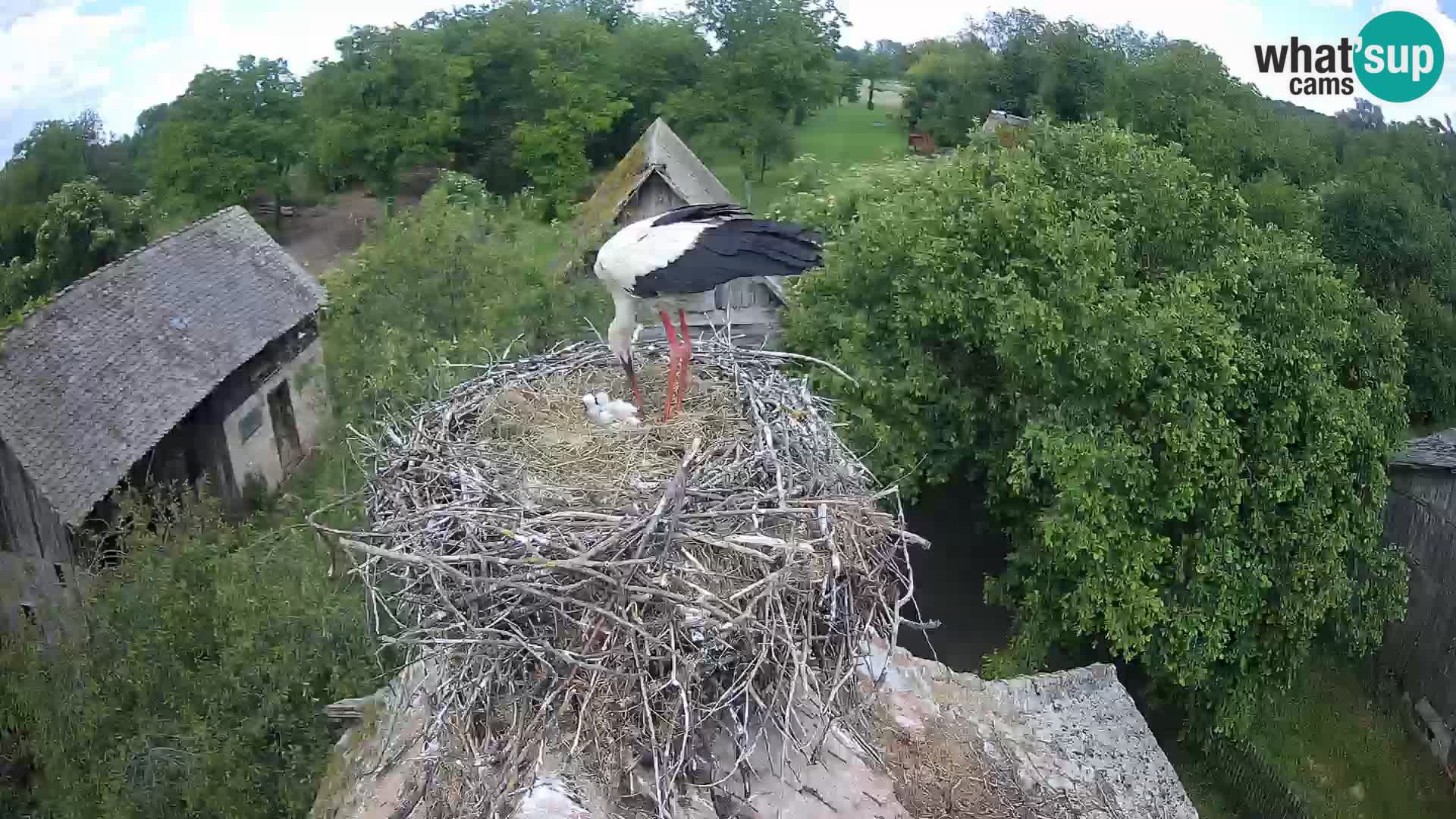Villaggio delle cicogne europee webcam Parco naturale di Lonjsko polje