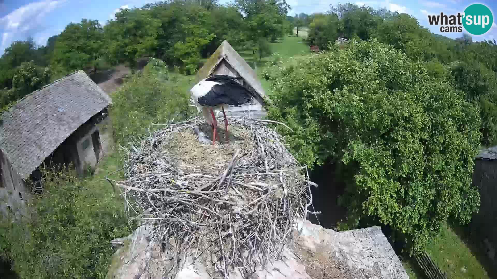 Webcam Europäisches Storchendorf – Naturpark Lonjsko polje