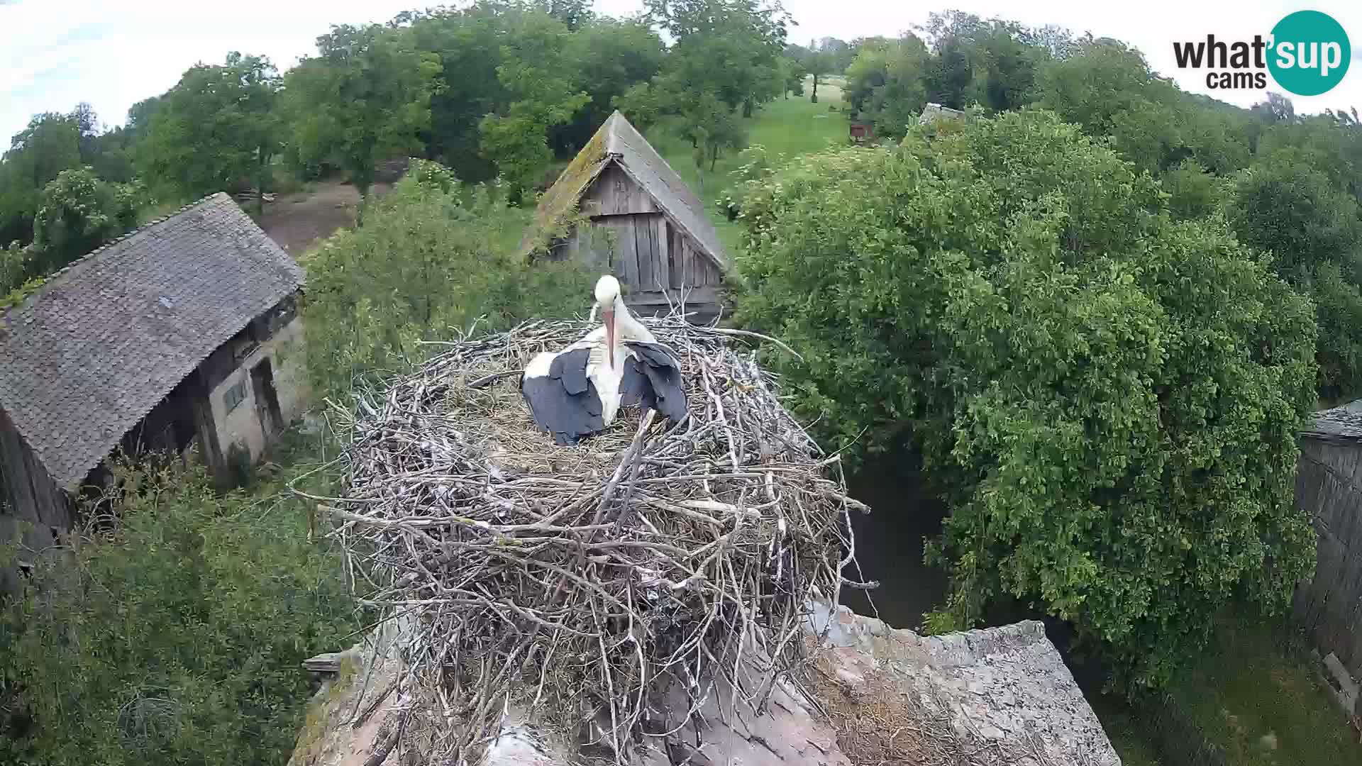 Village européen de cigognes webcam Parc naturel de Lonjsko polje
