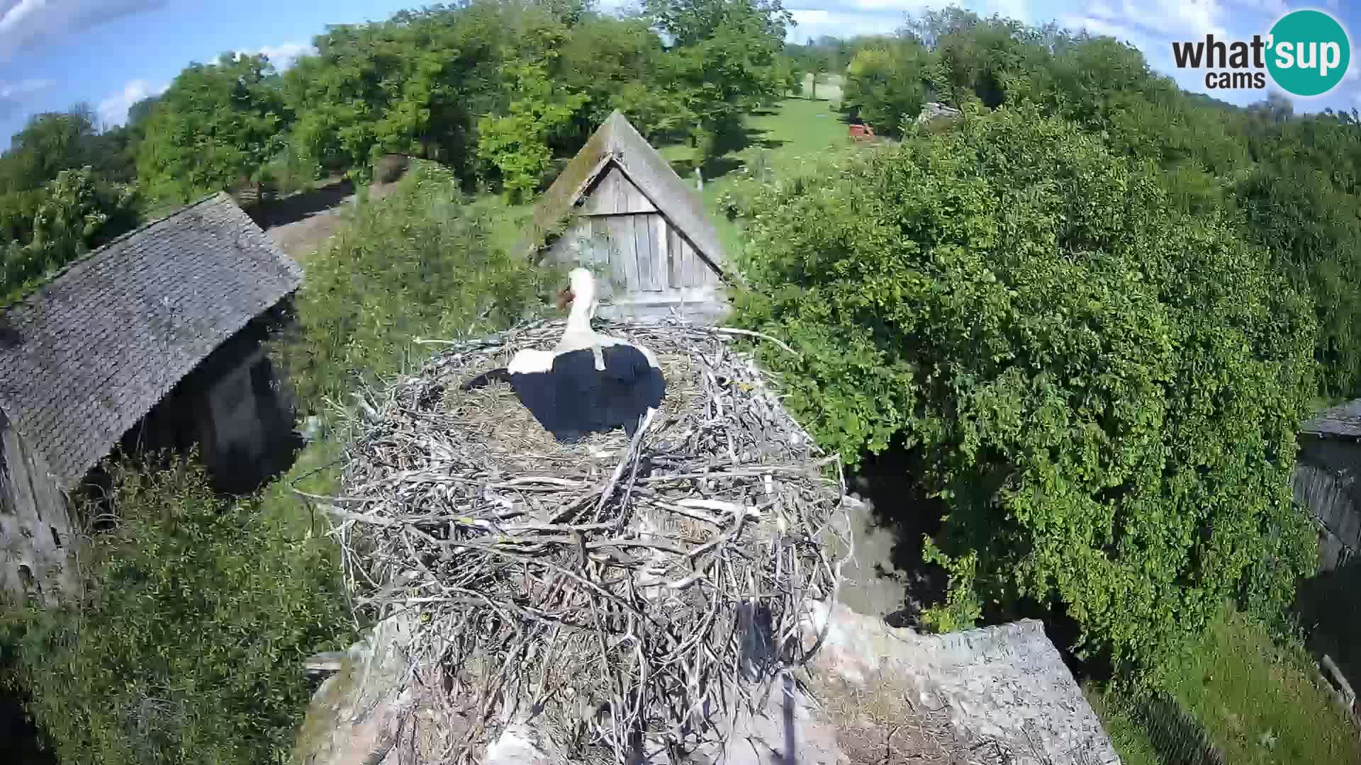 Villaggio delle cicogne europee webcam Parco naturale di Lonjsko polje