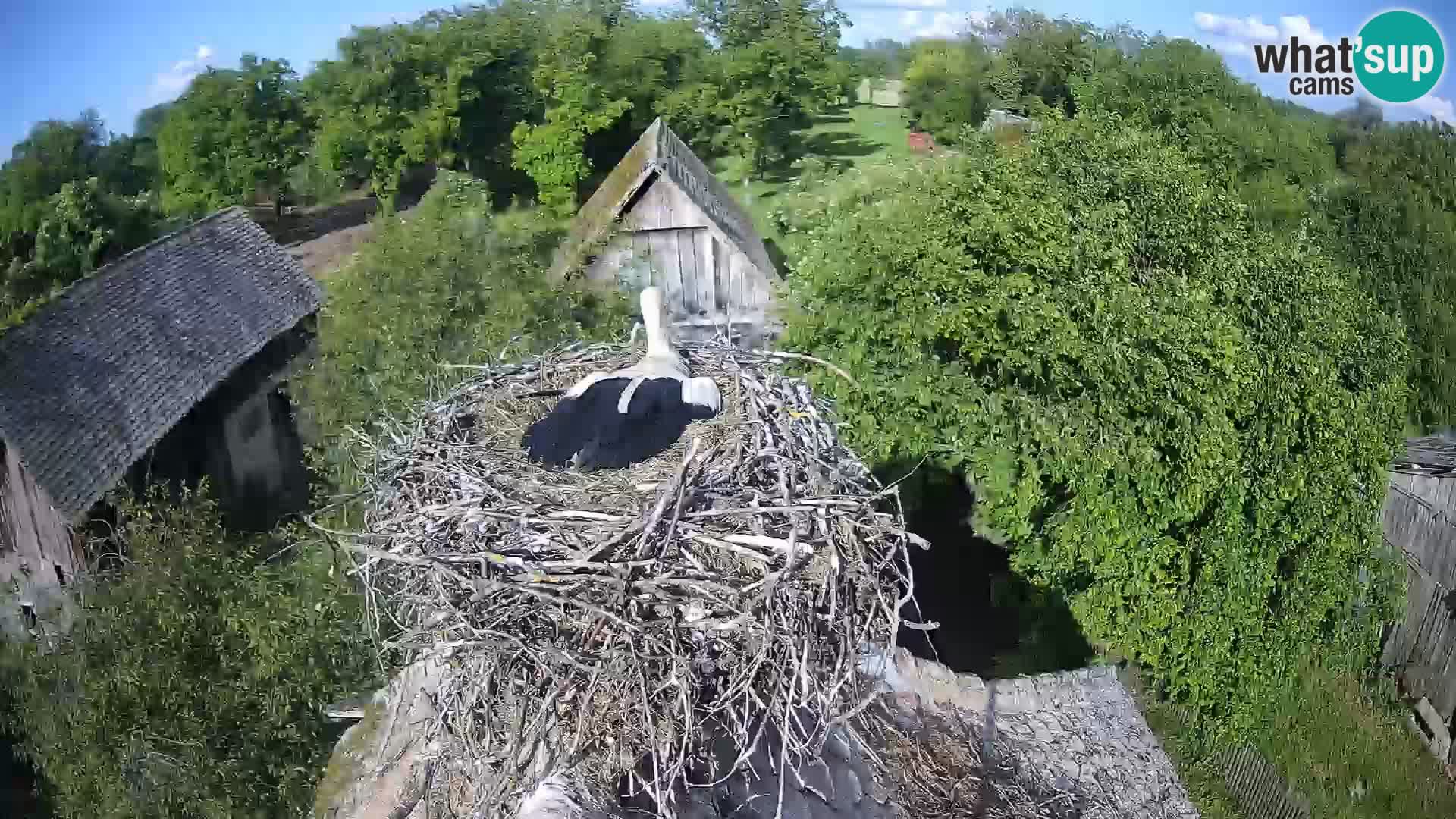Webcam Europäisches Storchendorf – Naturpark Lonjsko polje