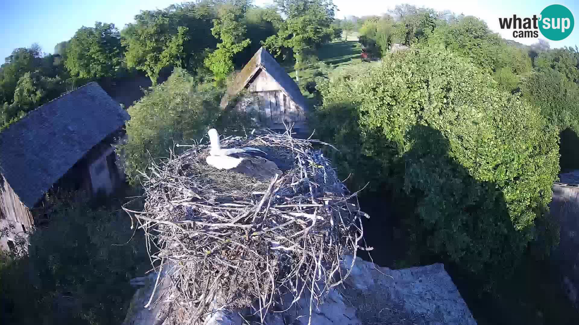 U živo Europsko selo roda – Park prirode Lonjsko polje