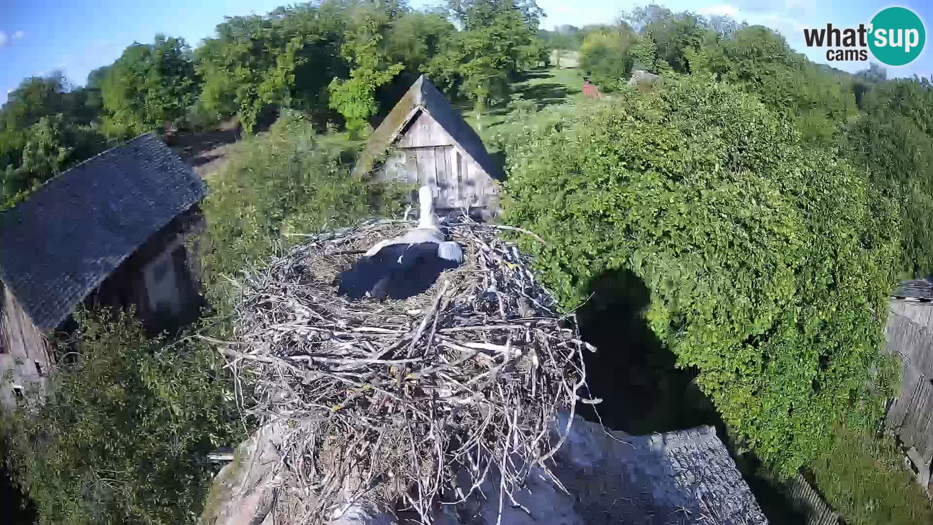 Pueblo europeo de cigüeñas camera en vivo Parque Natural Lonjsko polje
