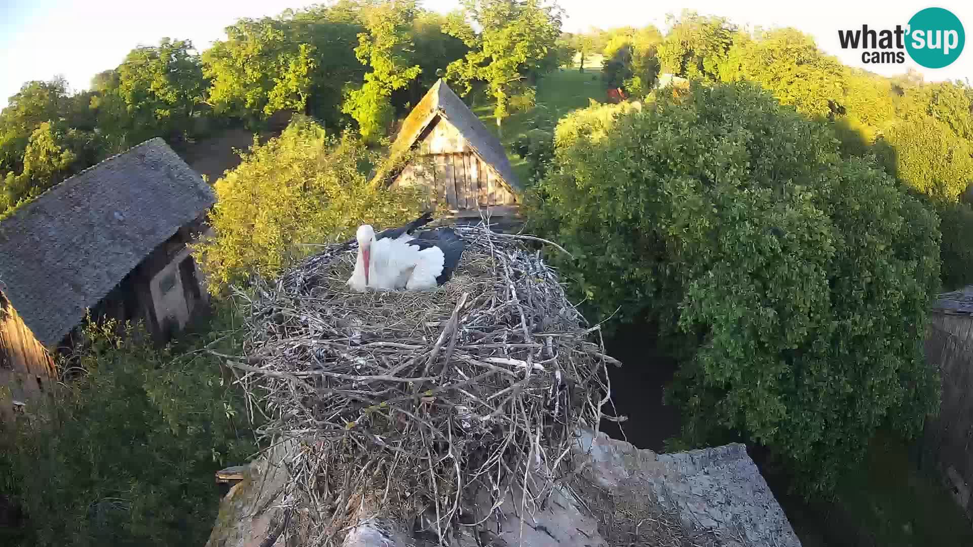 U živo Europsko selo roda – Park prirode Lonjsko polje