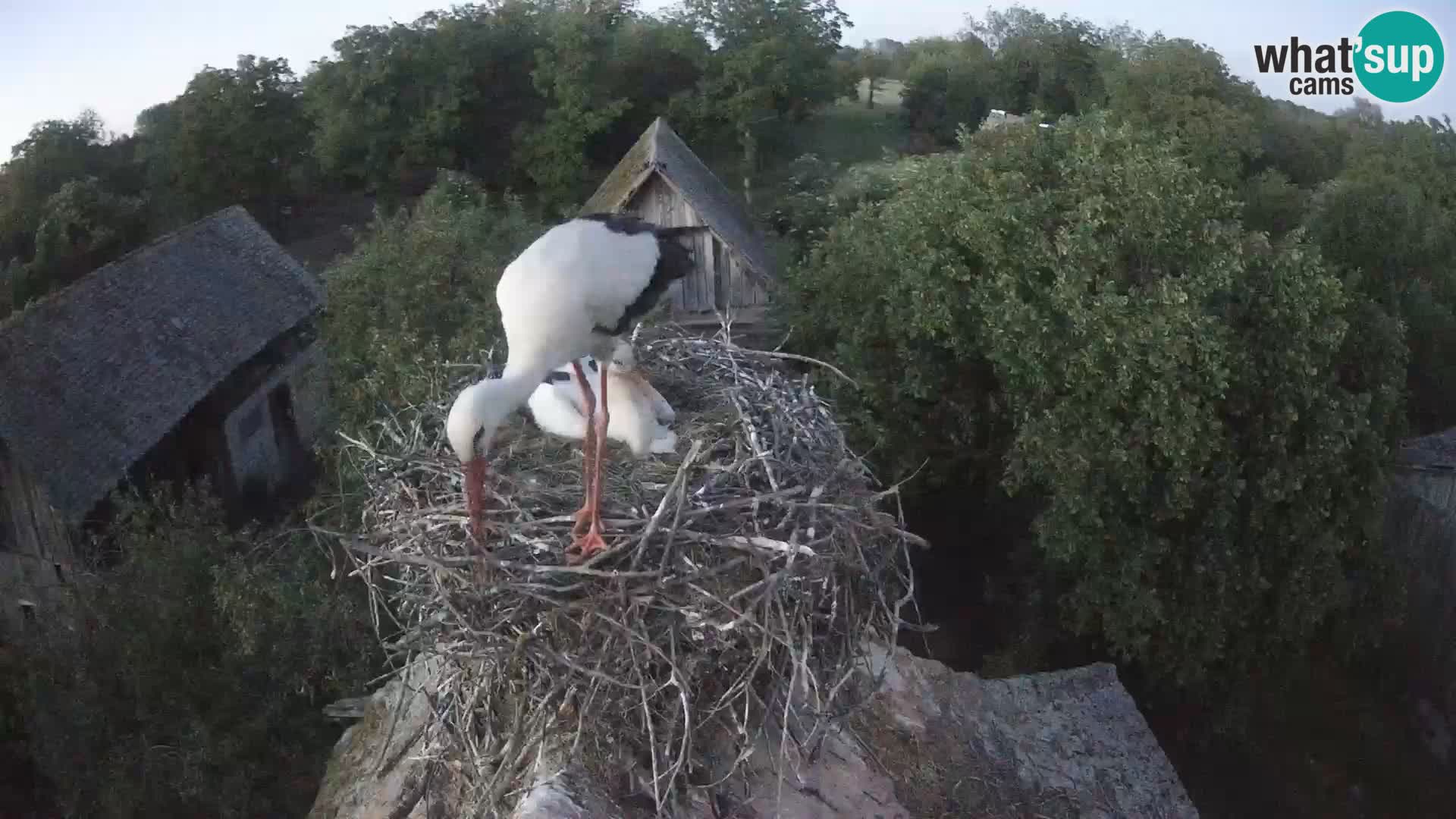 Live webcam European stork village – Lonjsko polje Nature Park
