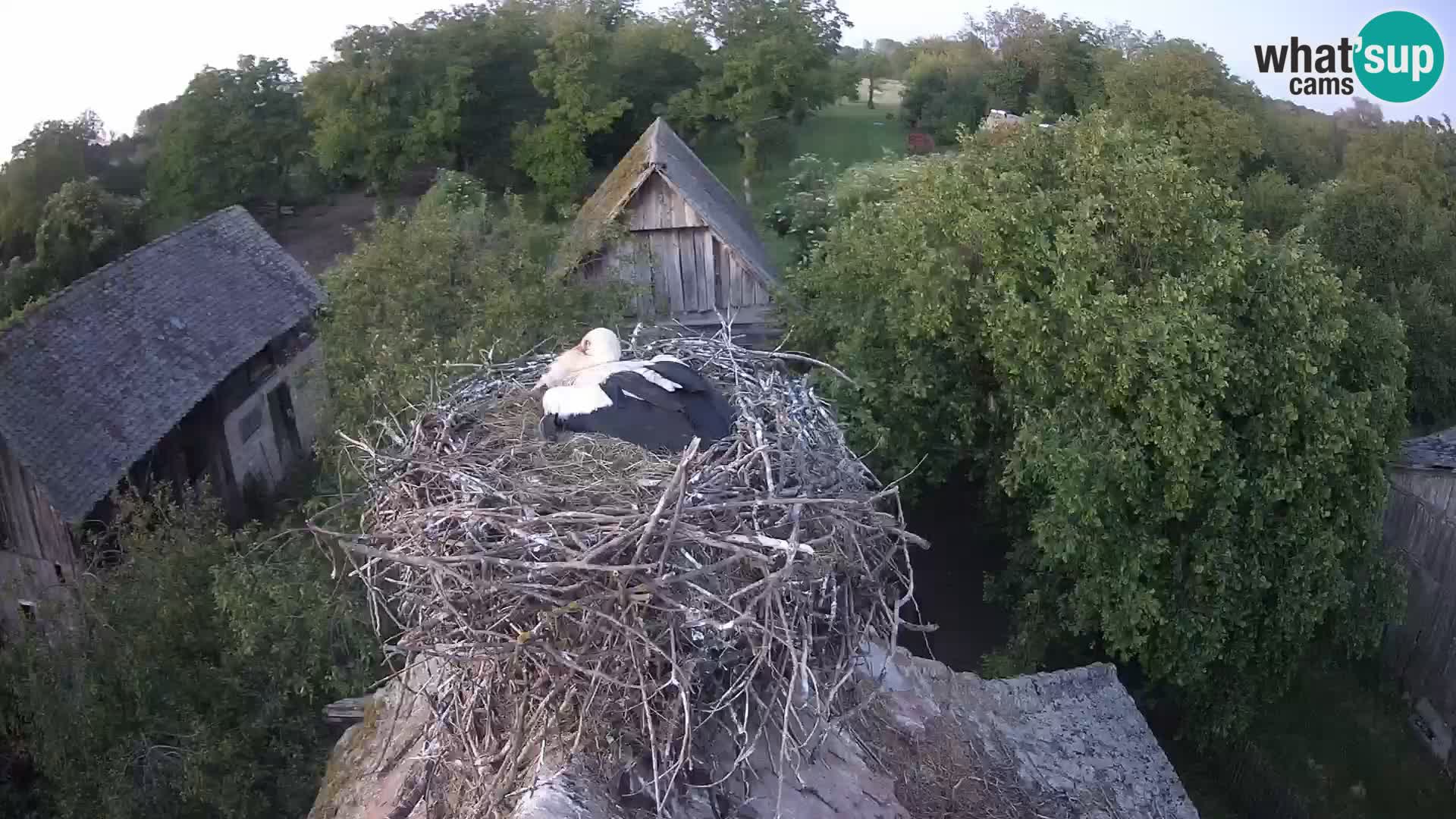 Village européen de cigognes webcam Parc naturel de Lonjsko polje