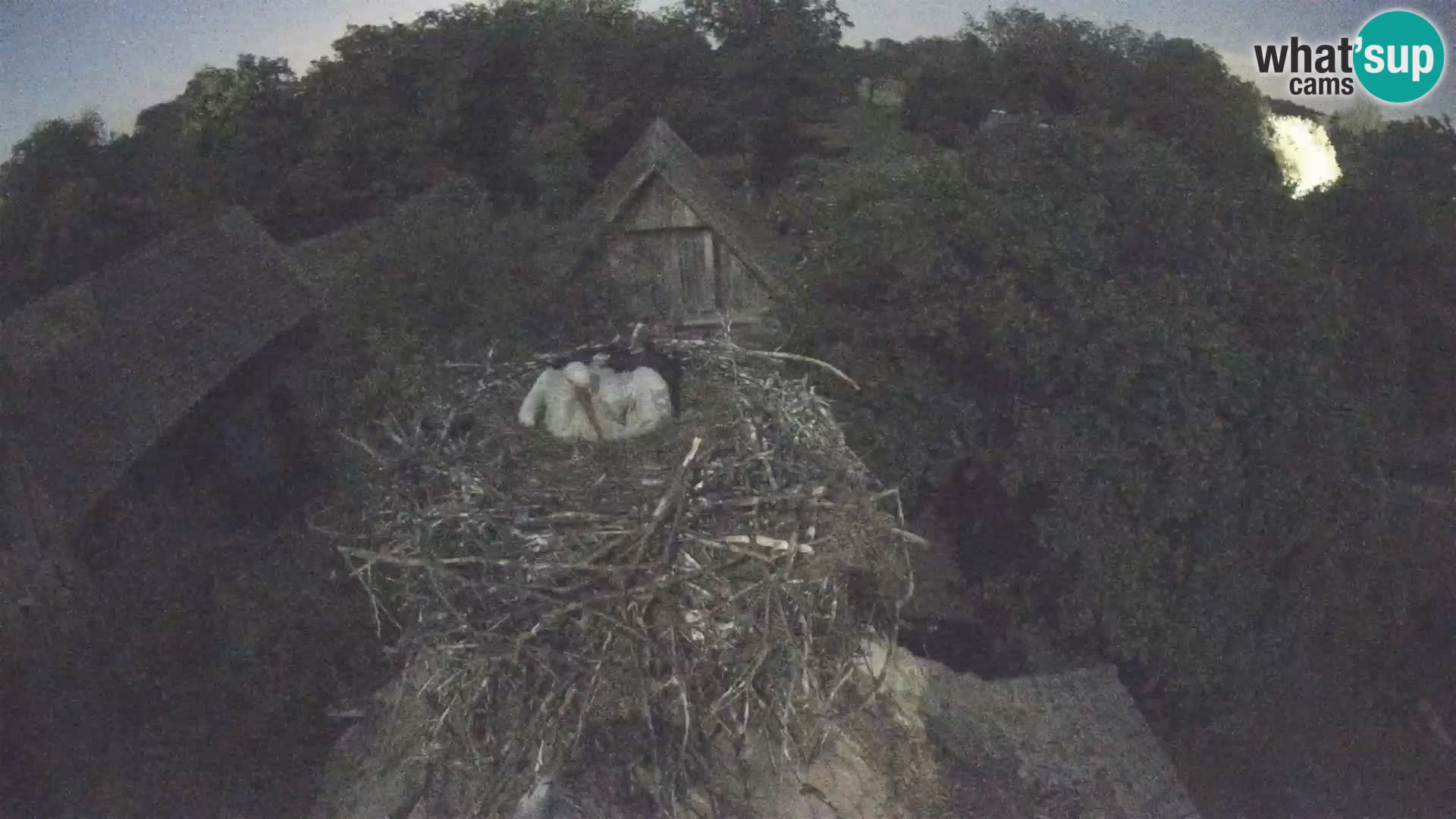 Villaggio delle cicogne europee webcam Parco naturale di Lonjsko polje