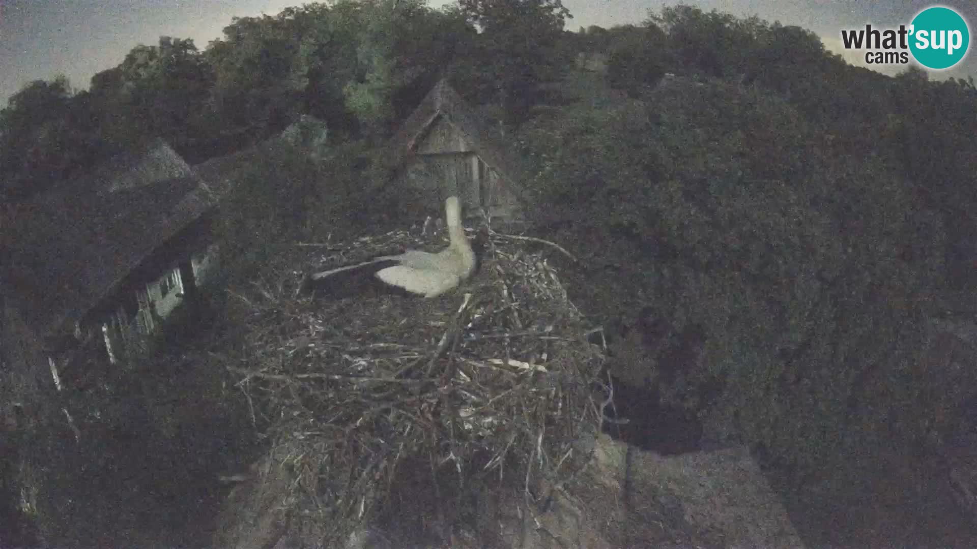 Webcam Europäisches Storchendorf – Naturpark Lonjsko polje