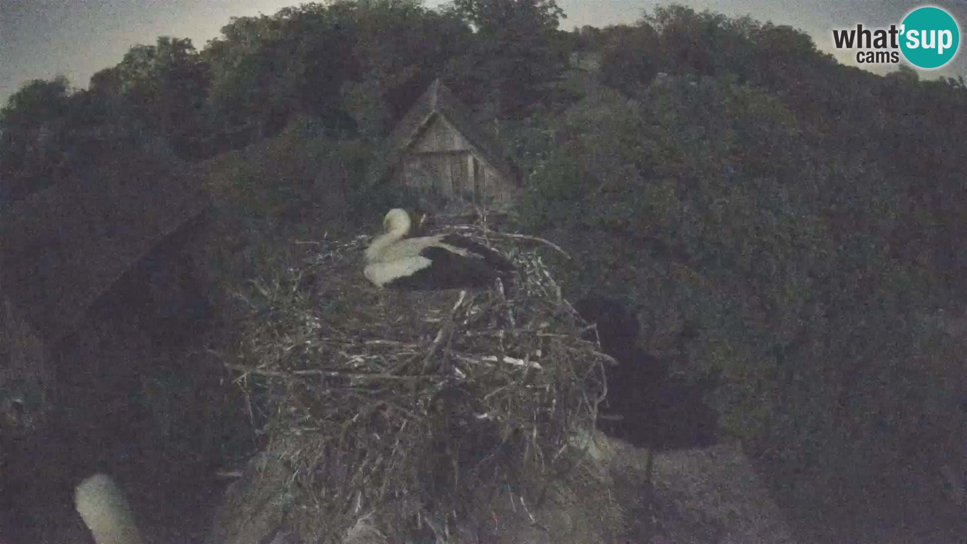 Pueblo europeo de cigüeñas camera en vivo Parque Natural Lonjsko polje