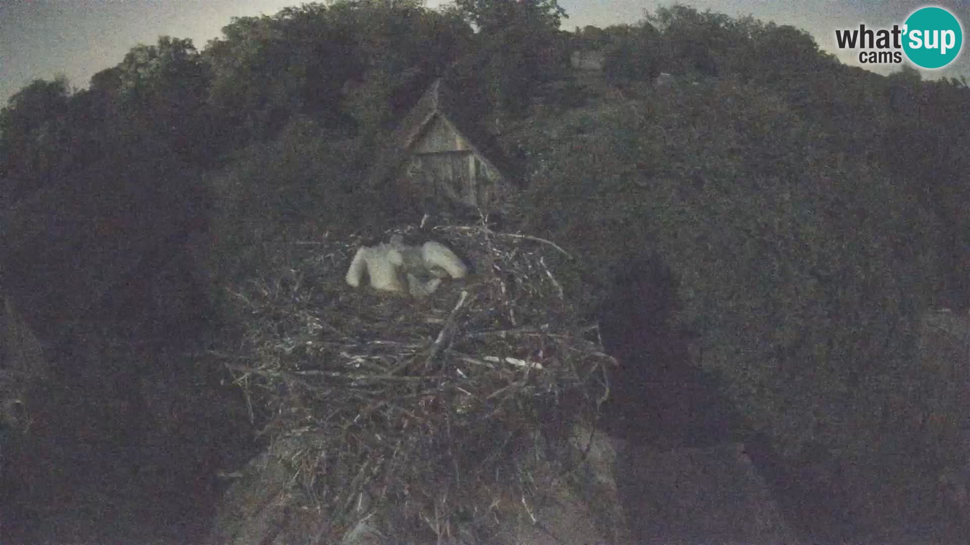 Villaggio delle cicogne europee webcam Parco naturale di Lonjsko polje