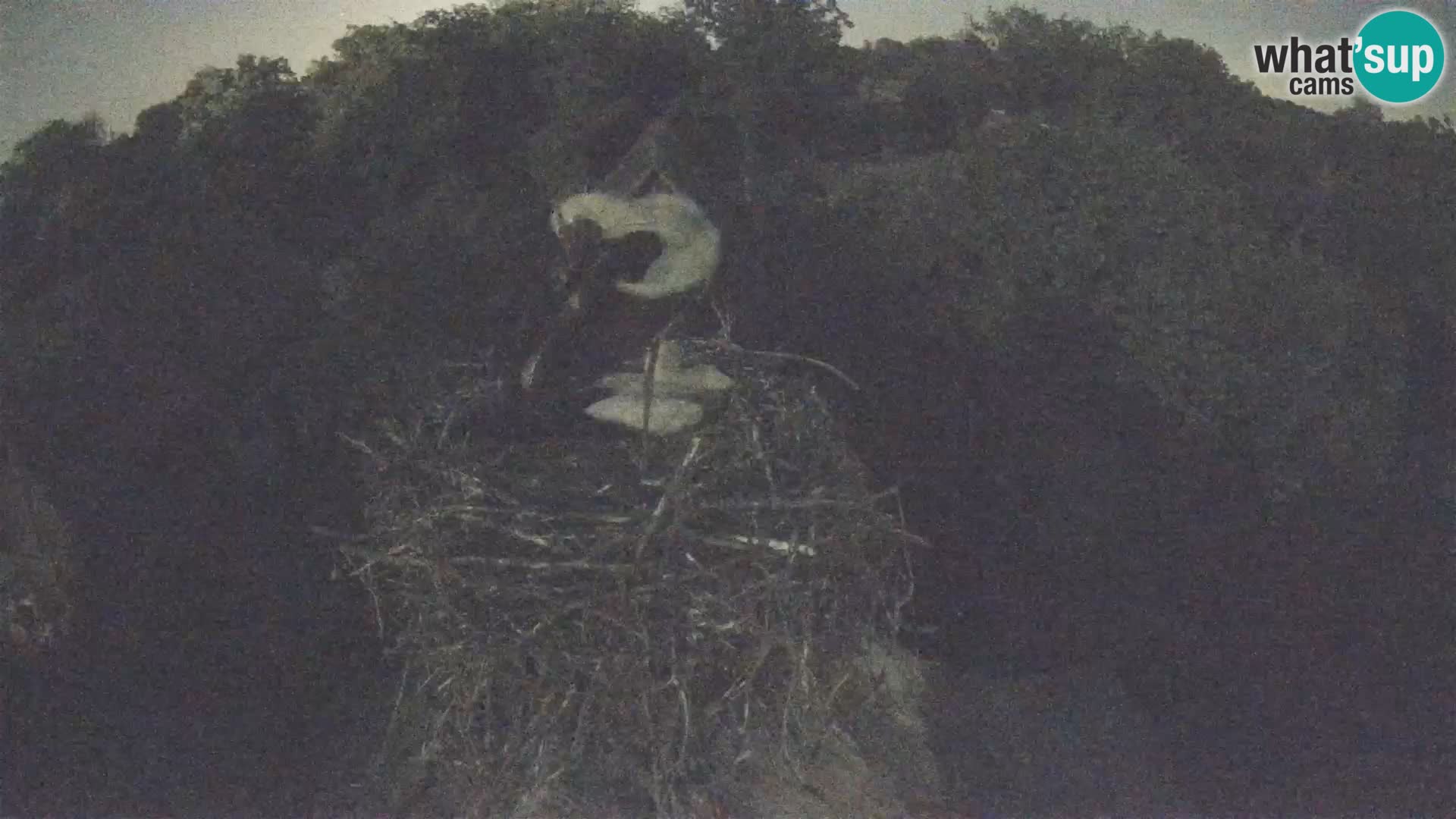 Webcam Europäisches Storchendorf – Naturpark Lonjsko polje