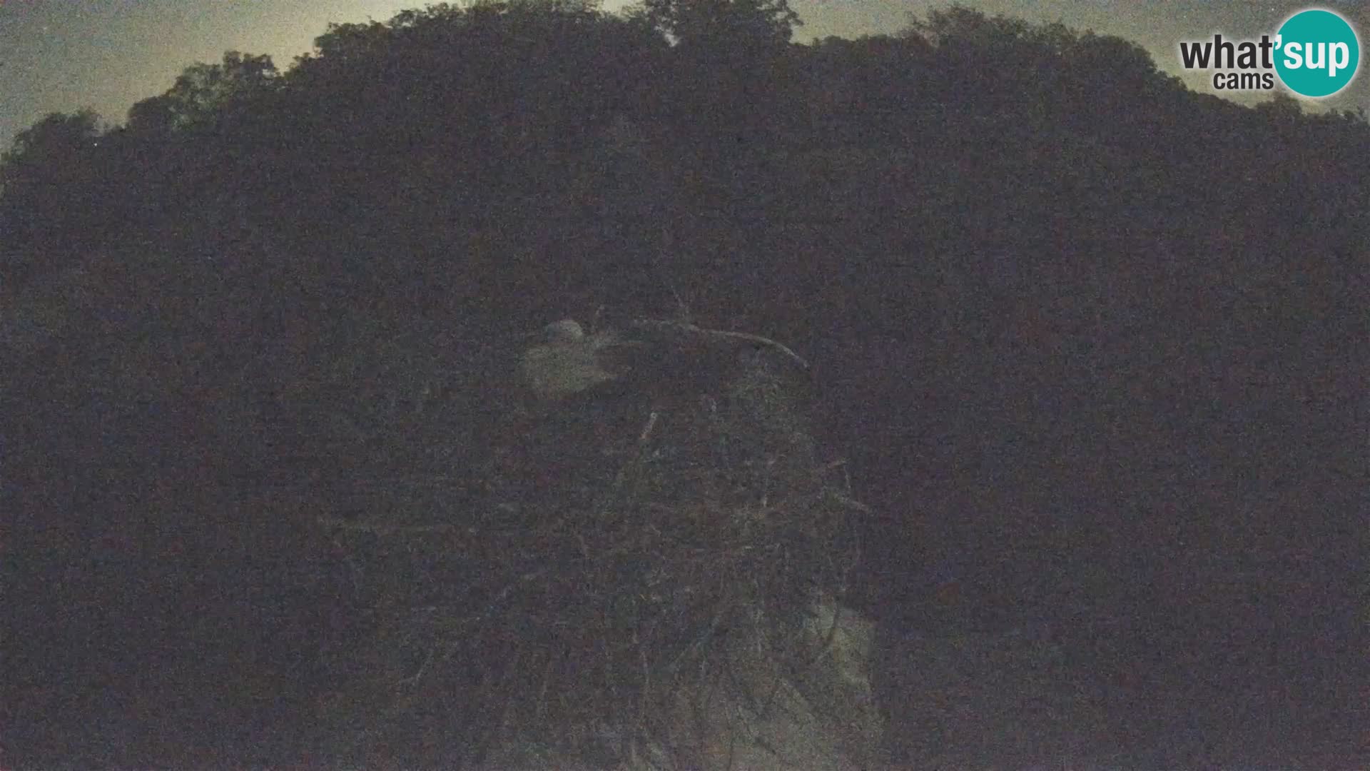 Pueblo europeo de cigüeñas camera en vivo Parque Natural Lonjsko polje