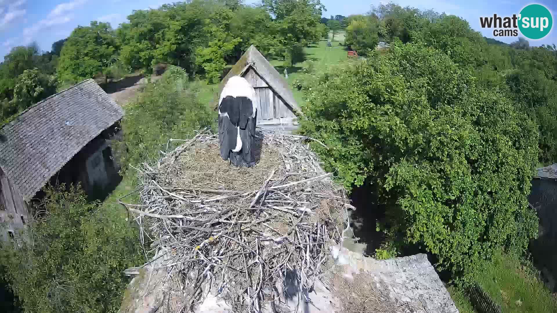 U živo Europsko selo roda – Park prirode Lonjsko polje