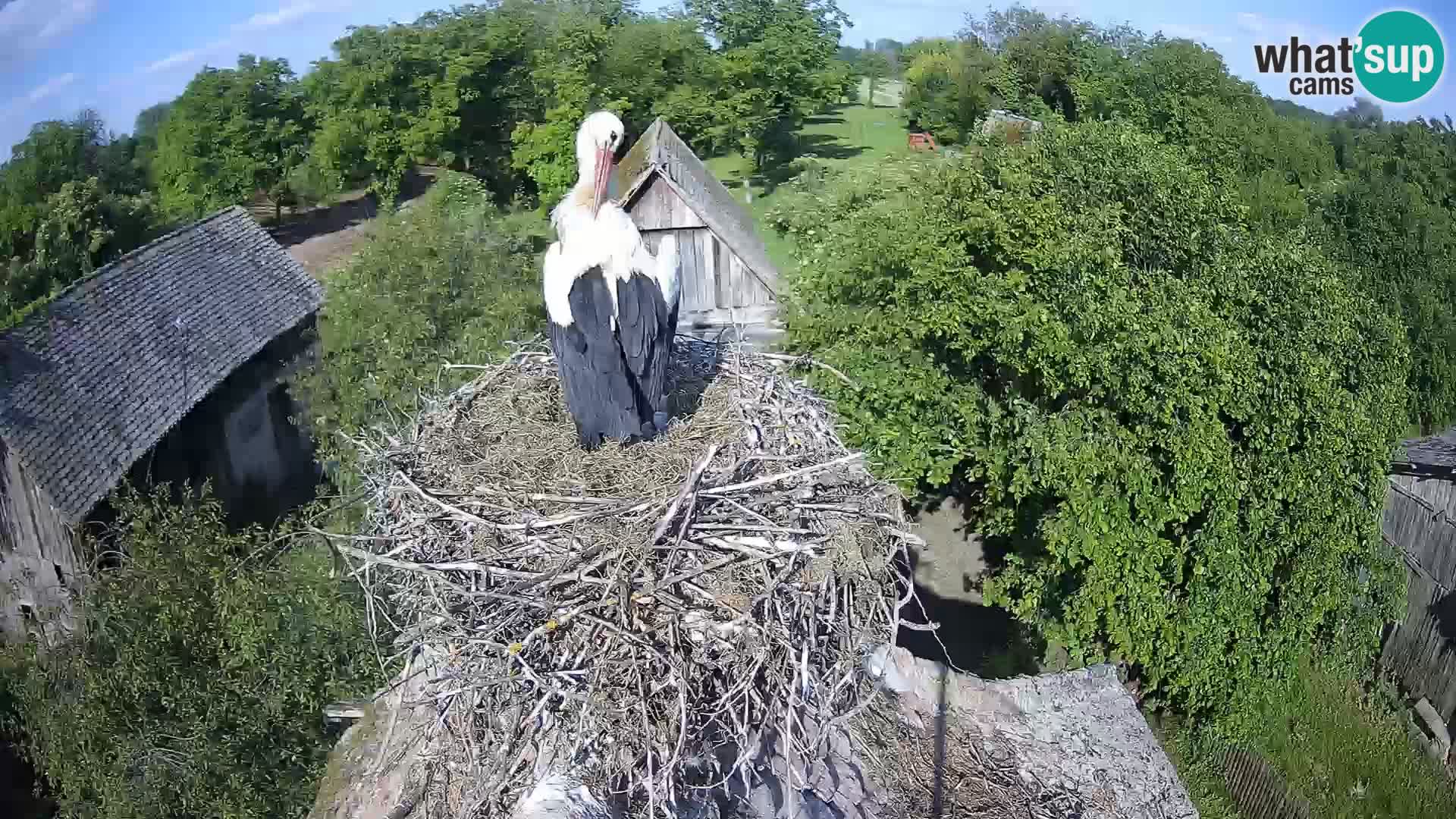 U živo Europsko selo roda – Park prirode Lonjsko polje