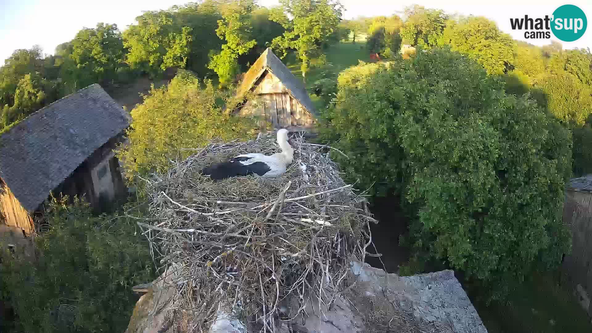 Webcam Europäisches Storchendorf – Naturpark Lonjsko polje