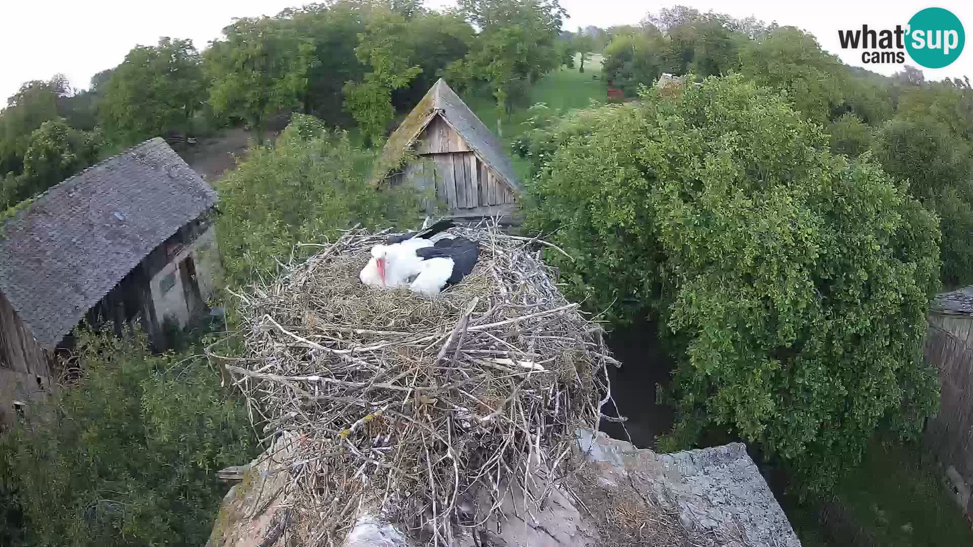 Webcam Europäisches Storchendorf – Naturpark Lonjsko polje