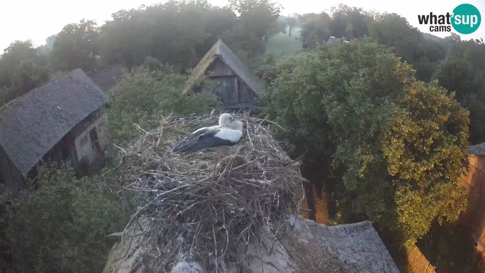 Webcam Europäisches Storchendorf – Naturpark Lonjsko polje