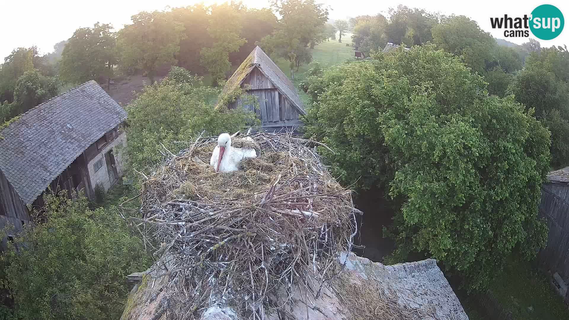 Webcam Europäisches Storchendorf – Naturpark Lonjsko polje