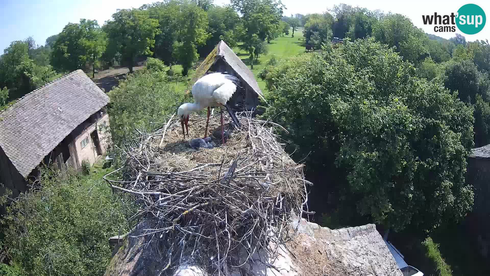 Evropska vas štorklje – Krajinski park Lonjsko polje spletna kamera