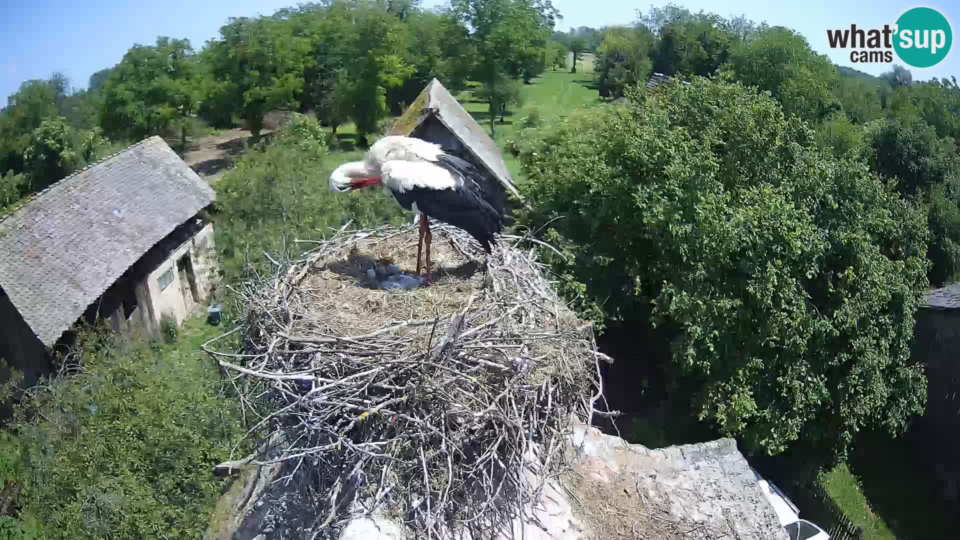 Village européen de cigognes webcam Parc naturel de Lonjsko polje