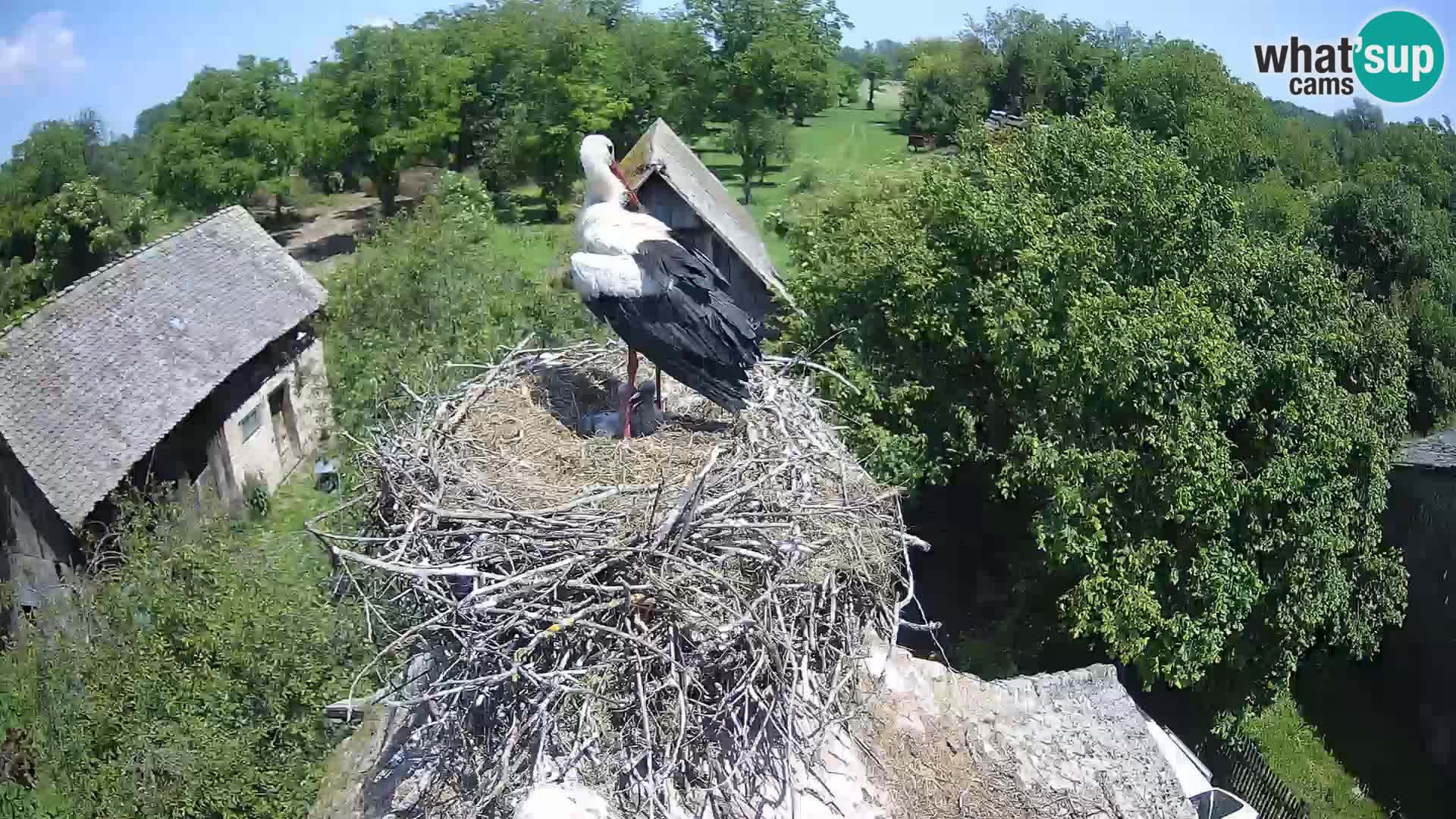 Evropska vas štorklje – Krajinski park Lonjsko polje spletna kamera