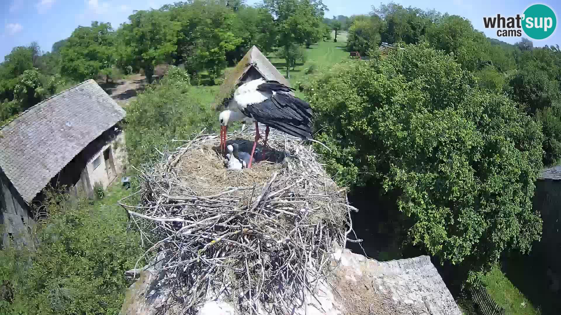 Pueblo europeo de cigüeñas camera en vivo Parque Natural Lonjsko polje