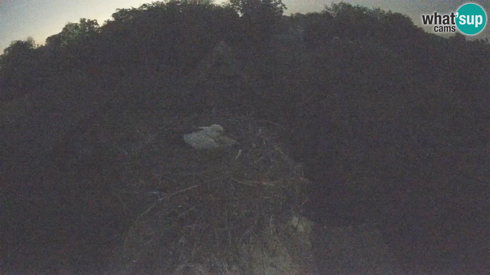 Village européen de cigognes webcam Parc naturel de Lonjsko polje