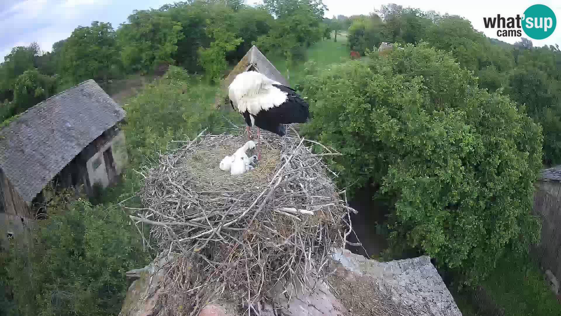 Village européen de cigognes webcam Parc naturel de Lonjsko polje