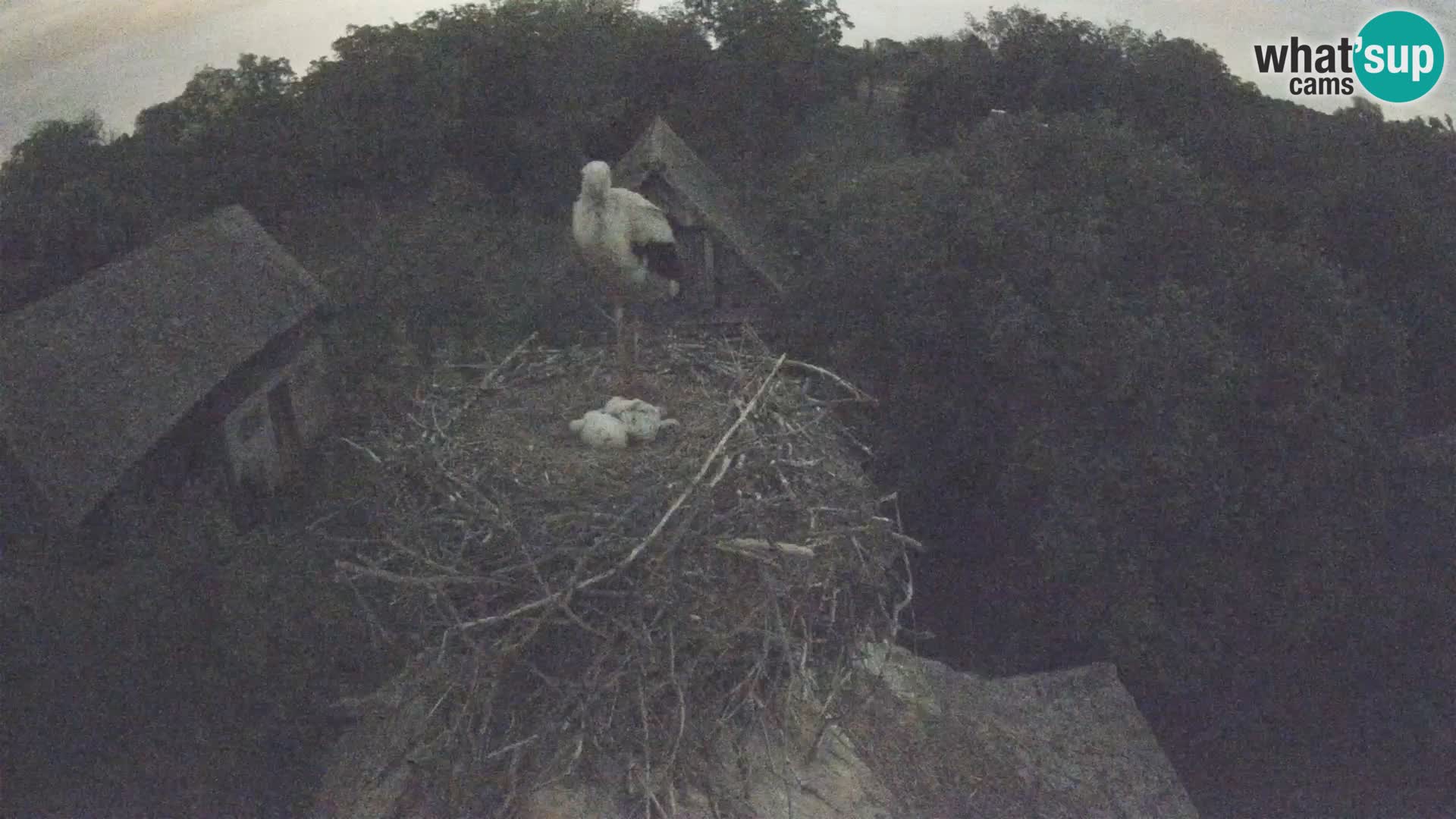 Village européen de cigognes webcam Parc naturel de Lonjsko polje