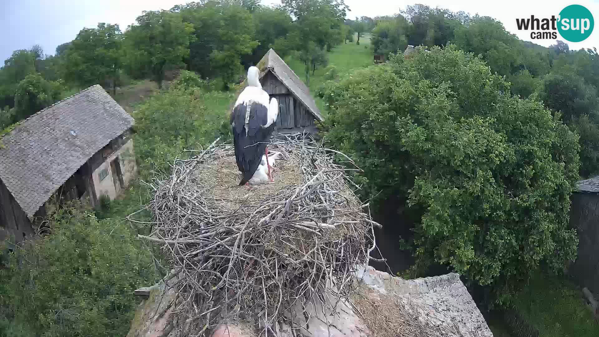 Villaggio delle cicogne europee webcam Parco naturale di Lonjsko polje