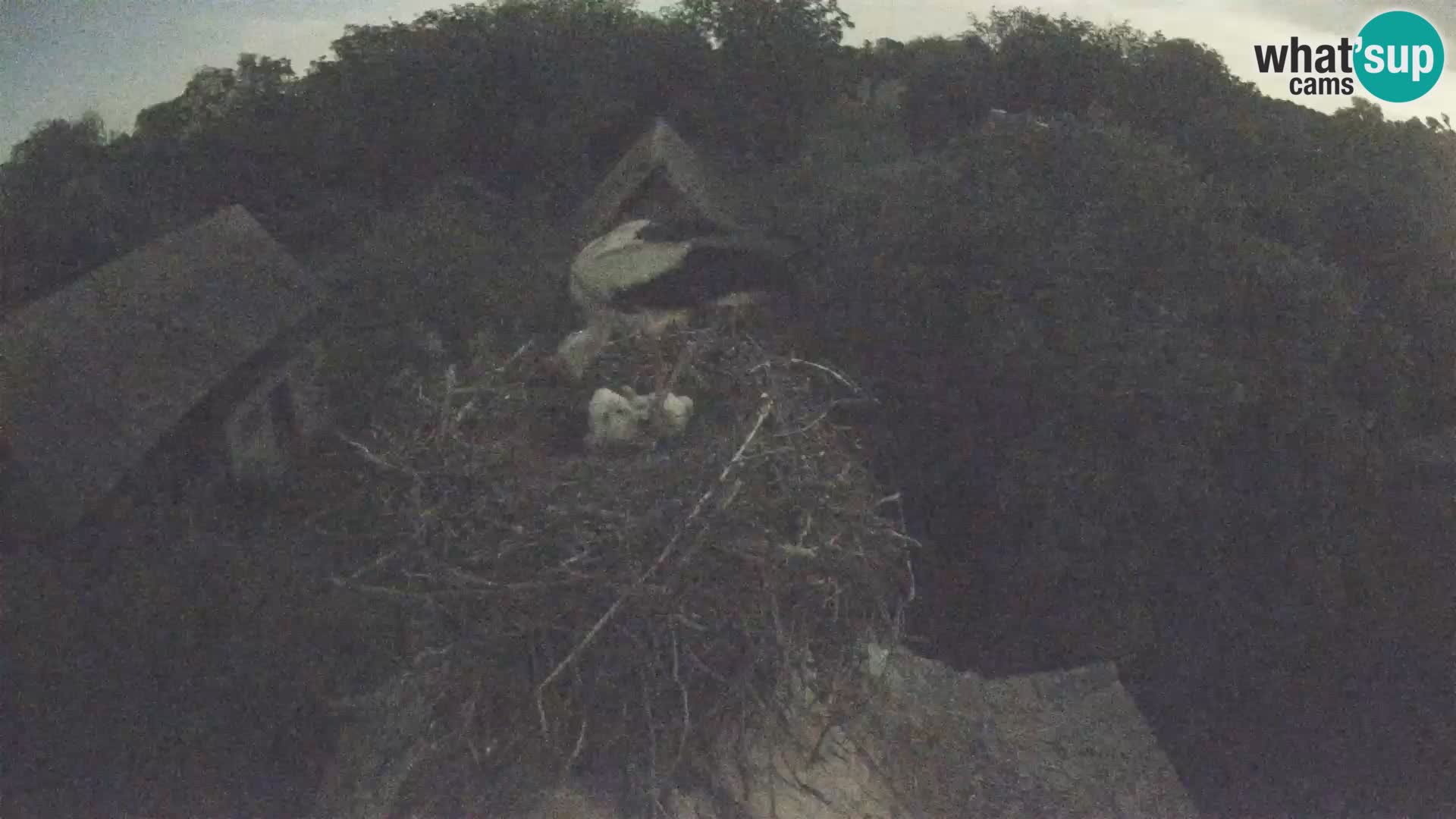 Village européen de cigognes webcam Parc naturel de Lonjsko polje