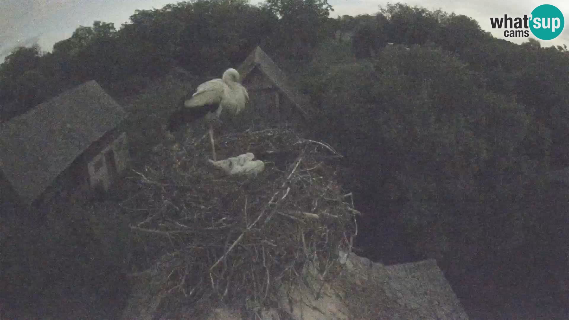 U živo Europsko selo roda – Park prirode Lonjsko polje