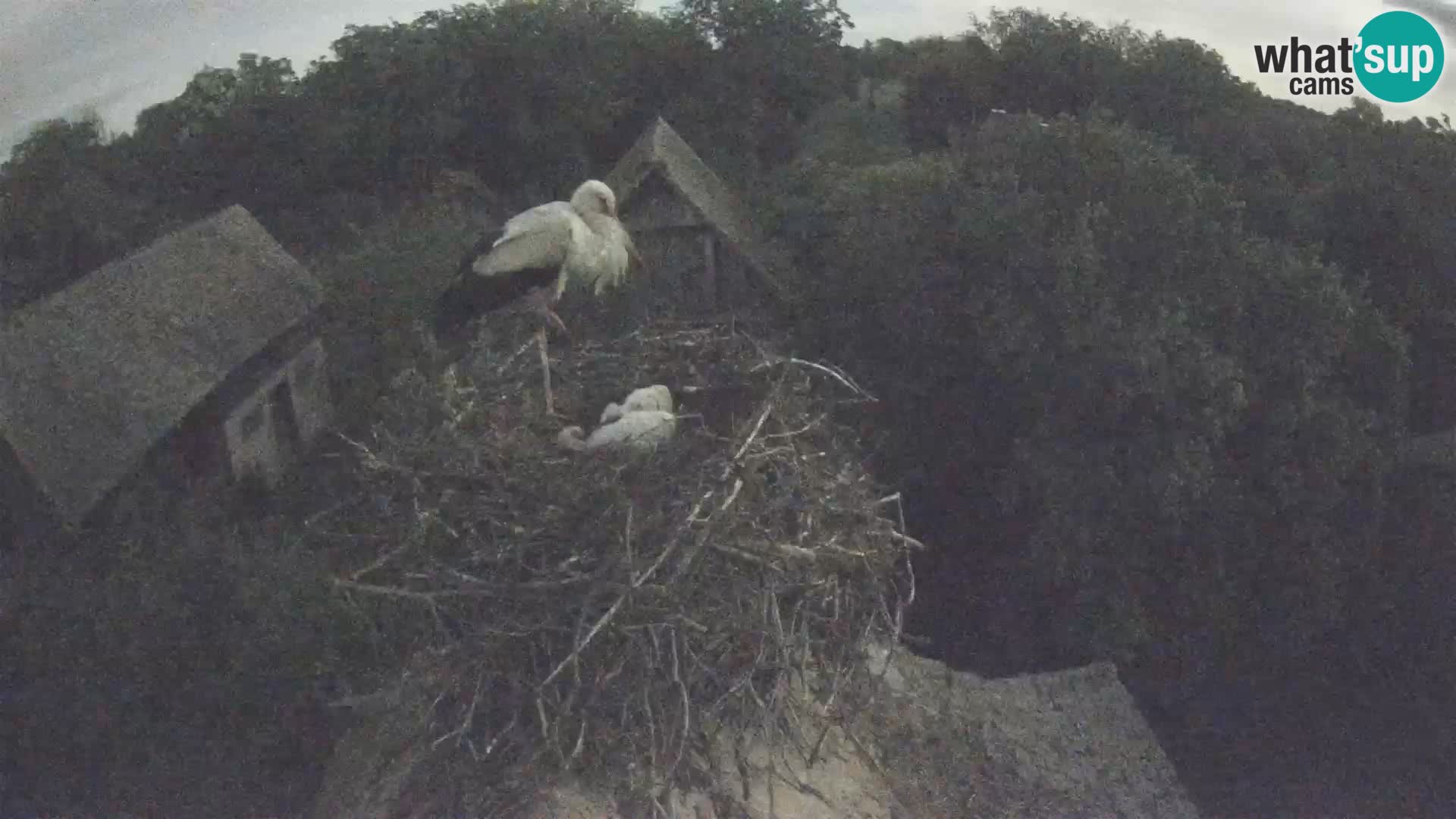 U živo Europsko selo roda – Park prirode Lonjsko polje