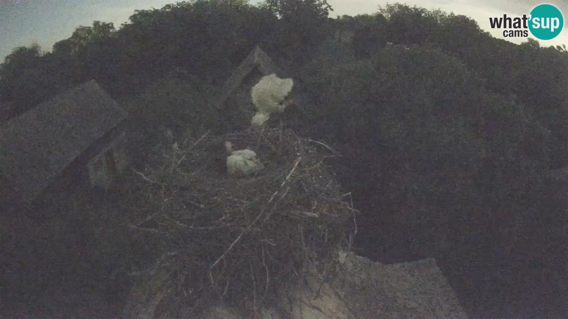 Village européen de cigognes webcam Parc naturel de Lonjsko polje