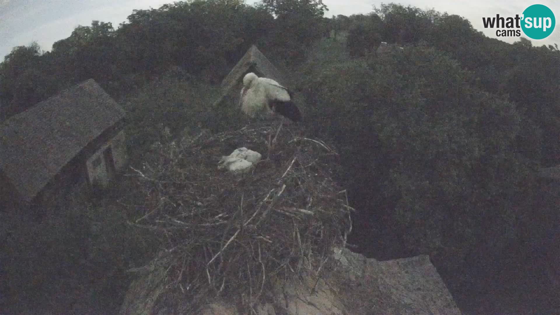 U živo Europsko selo roda – Park prirode Lonjsko polje