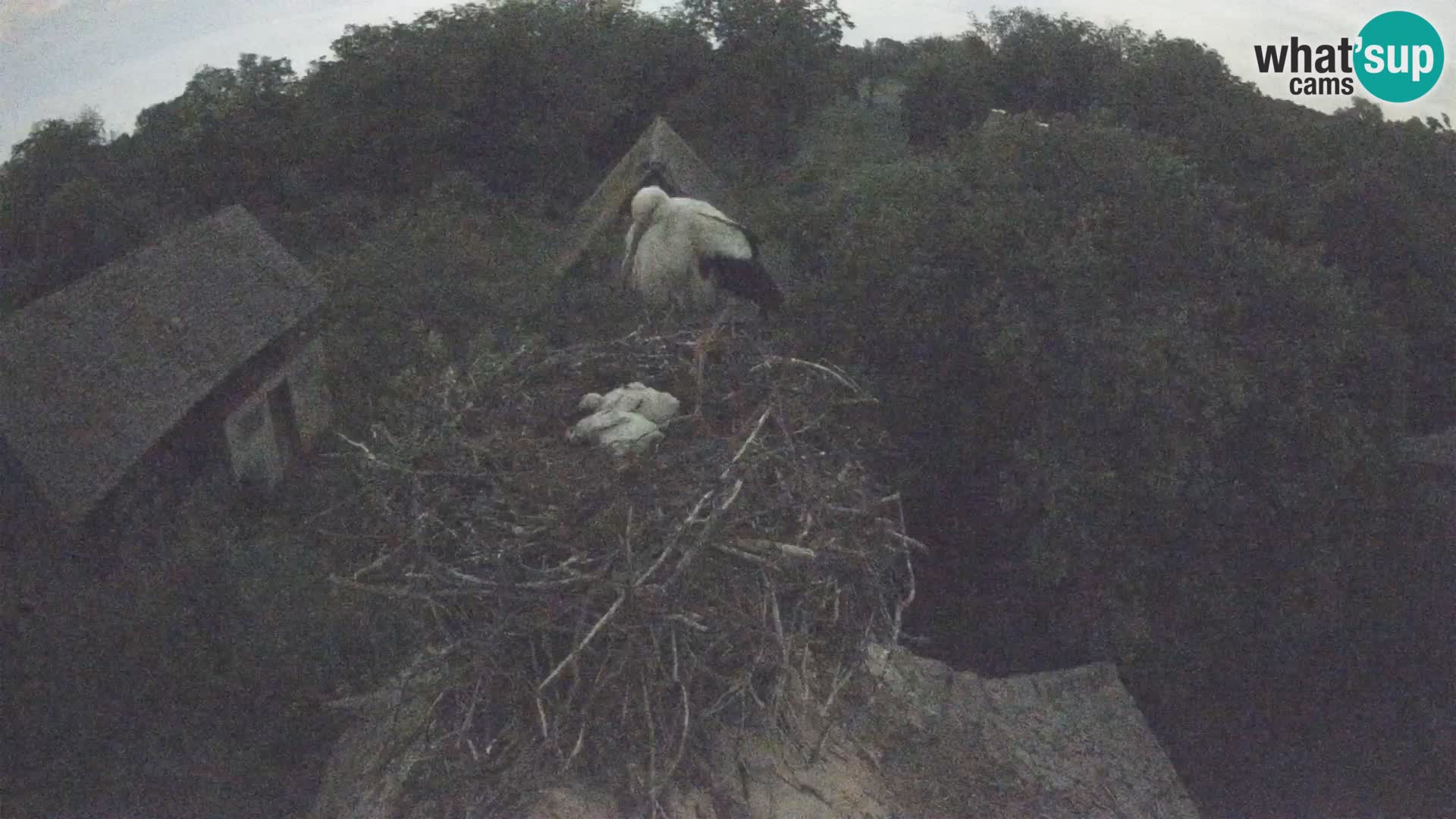 Village européen de cigognes webcam Parc naturel de Lonjsko polje