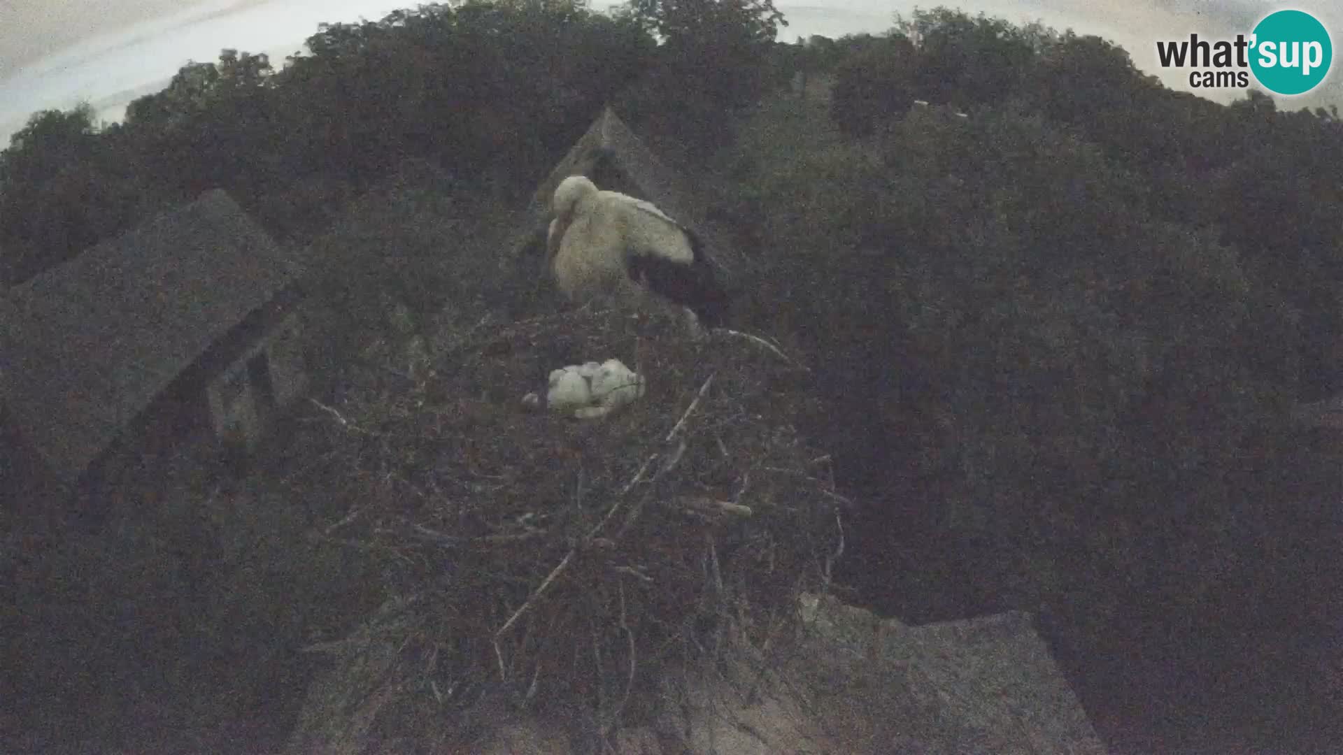 U živo Europsko selo roda – Park prirode Lonjsko polje