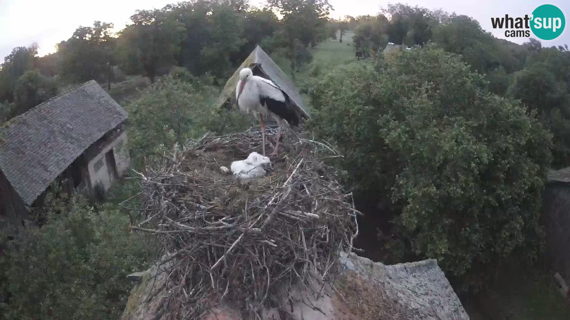 Villaggio delle cicogne europee webcam Parco naturale di Lonjsko polje