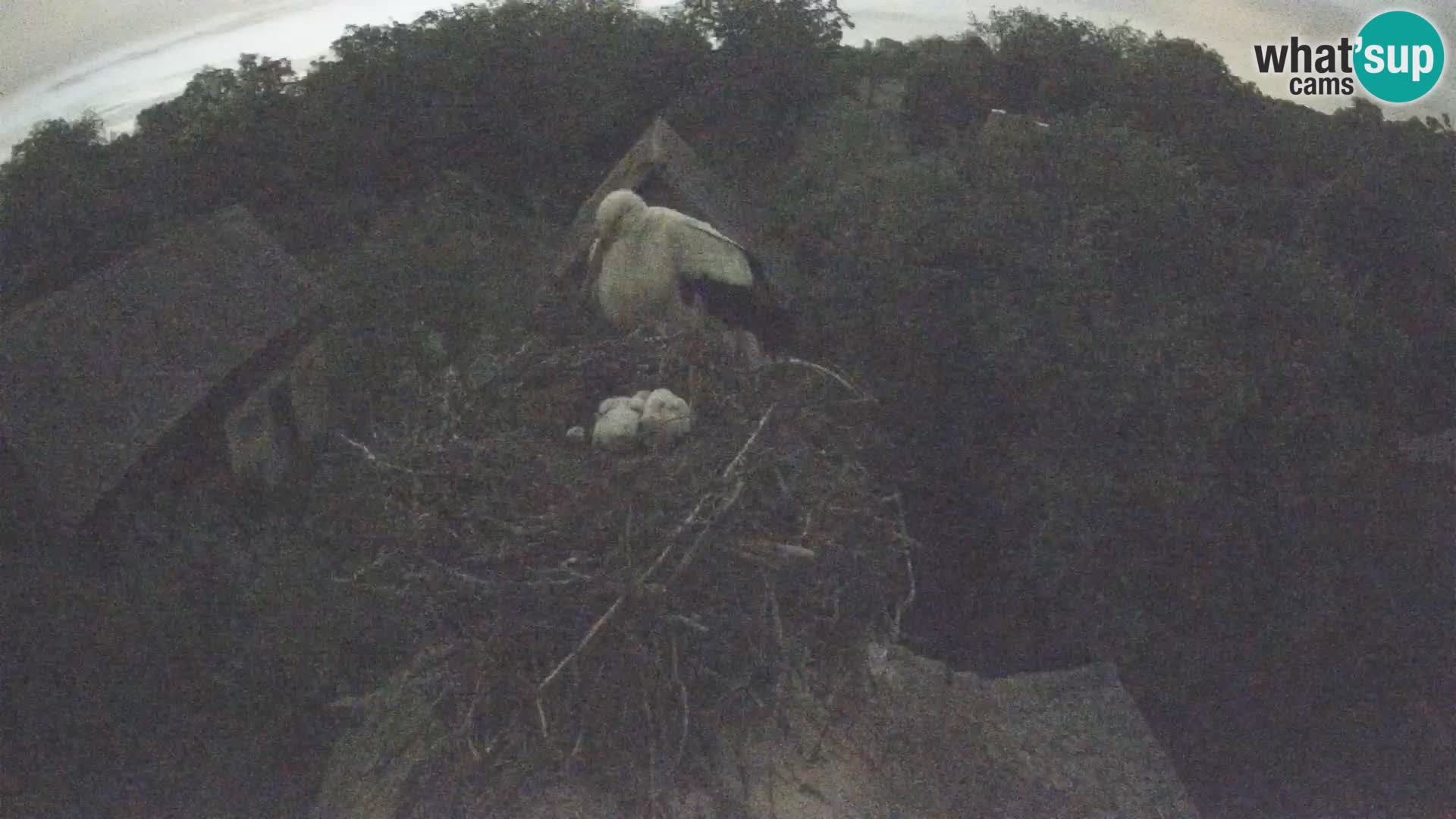 Village européen de cigognes webcam Parc naturel de Lonjsko polje